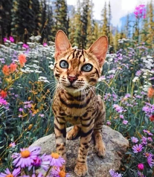 这只猫很喜欢旅游，每次跟着主人旅行都会很兴奋，沉浸在大自然中