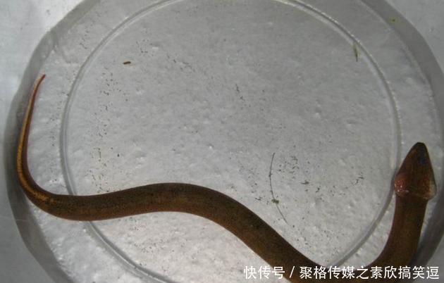 农村清理池塘，挖出一条3斤重的黄鳝，老人说不能吃有剧毒，放了