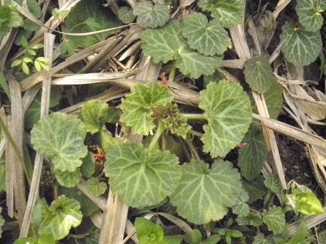 『植物』野外有种植物叫虎耳草,它的内在价值很高,收集回来可以卖好价钱