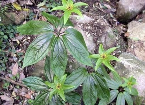  七叶：阴凉的竹林里，有1种“七叶莲”珍贵，植株值钱，堪比“金线莲”