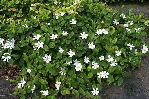  [栀子花]最厉害的养花营养液：给栀子花喝一勺，叶片翠绿，花开满枝头！