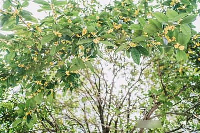  「家门口」家门口栽几棵树，镇宅又旺财，寓意还好，秋天还能结果子