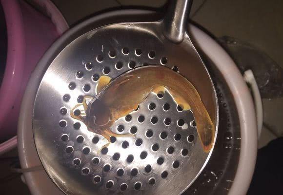 这是鱼吗？广西深山，山洞里捕获一种“肉虫子”，老乡：几百一斤