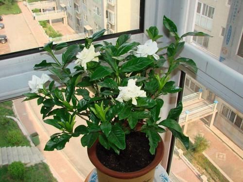  『栀子花』栀子花叶片发黄，做好这几点，让叶片更加肥厚有光泽！