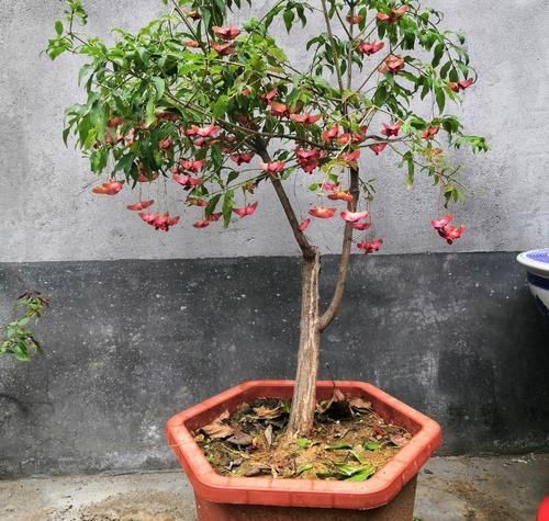  #紫叶酢浆草#爷爷养了一盆“蝴蝶花”，一根枝上开出百朵花，五颜六色最讨喜！