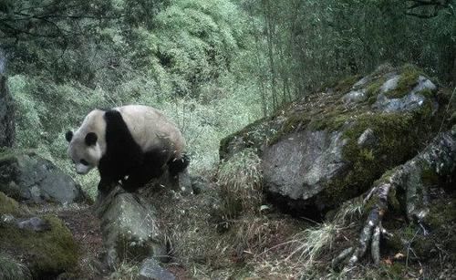 萌出个奖！平武王朗大熊猫在央视“秘境之眼精彩影像评选”中获