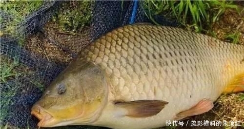  『好物』鲤鱼最爱吃什么？野钓多年终于得出答案，五种鲤鱼无法抗拒的好物