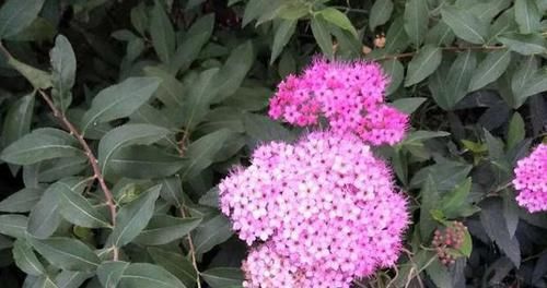 「品种」它是“香花之首”,花香浓郁,花色艳丽,几块钱就能买一盆