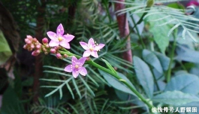  营养■农村这植物，人称“土人参”，营养极高，十分珍贵，遇到