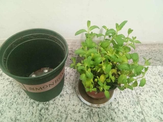  『平时』薄荷好看好养，平时这个位置剪一剪，防止薄荷“群魔乱舞”