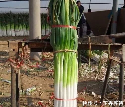  腰斩：山东大葱价格腰斩，是种大葱的多了，还是吃大葱的少了，