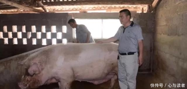 中国猪王重达1500斤,老汉养了10年不愿意卖,一天要吃40斤粮食！