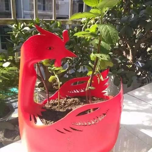  [下次]不起眼的塑料瓶，养花的神器，什么都能干，下次可不要丢了