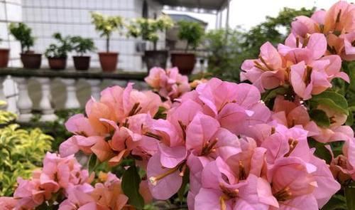  【品种】养三角梅，满足它3个“要求”，不管啥品种，都能开满花
