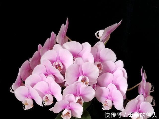 【怕水】蝴蝶兰根系怕水,烂根的蝴蝶兰水培发根快矛盾吗?2个保湿促根法