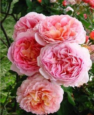  凉爽的温度@喜欢养护菊花，养护花色丰富多样，花期长和量大的各类妖娆花卉