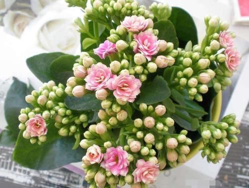  『好听』“1种花”最受大家欢迎，好养花期长，名字特好听，年年开花不断