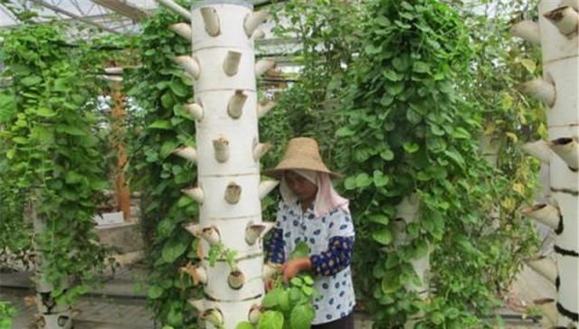  种植■种一棵能吃一季，一斤7元，却少农民种植，如今正当季