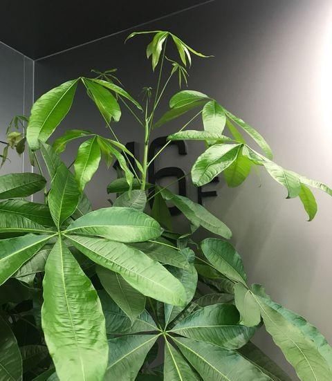  「够长得好」不会养发财树？小花匠用此方法养得枝繁叶茂，不愁养不好