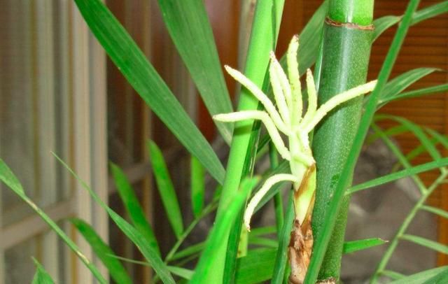 『影响』这2种绿植很难开花,一发现直接剪掉,不然影响植物生长状态