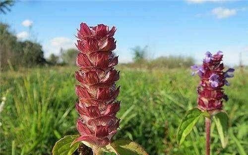  「酷似」路边这野草，开花酷似棒槌，人称“清肝圣手”，一到夏天就枯萎