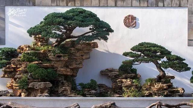 国内最大的专类盆景园,江南园林海派风格美不胜收