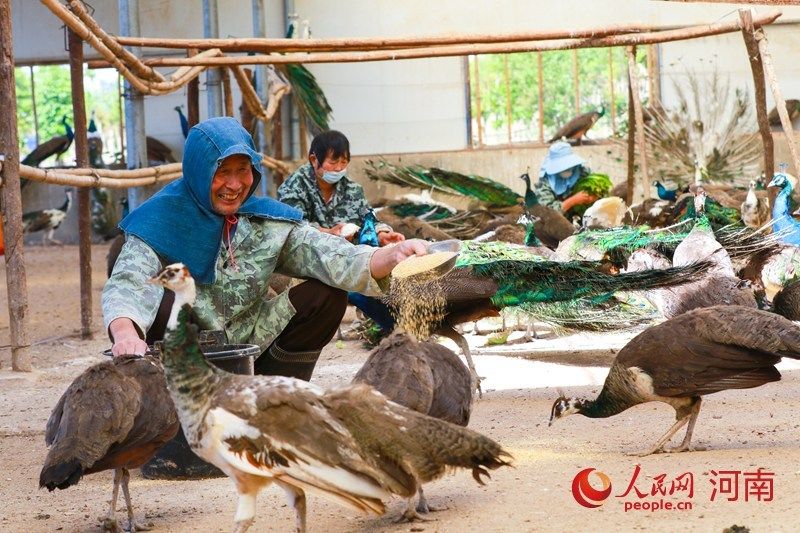  养殖|河南光山: 养殖蓝孔雀富乡亲