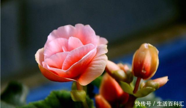  家养|3种花适合家养，花朵硕大颜色鲜艳，开花爆盆非常简单，漂亮极了