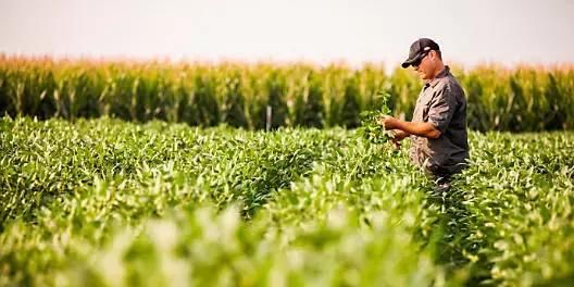 美国曝光毒麦片有致癌风险？又是谣言！