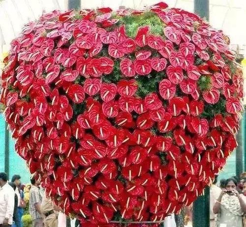  『长春花』7种转运花，年底在家养一盆，开花就是好兆头！