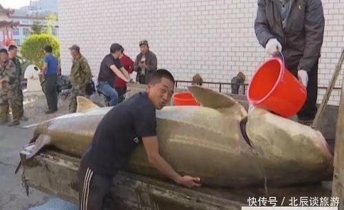 这鱼在地球生存1亿年，从未有过天敌，如今却败在中国吃货的嘴下