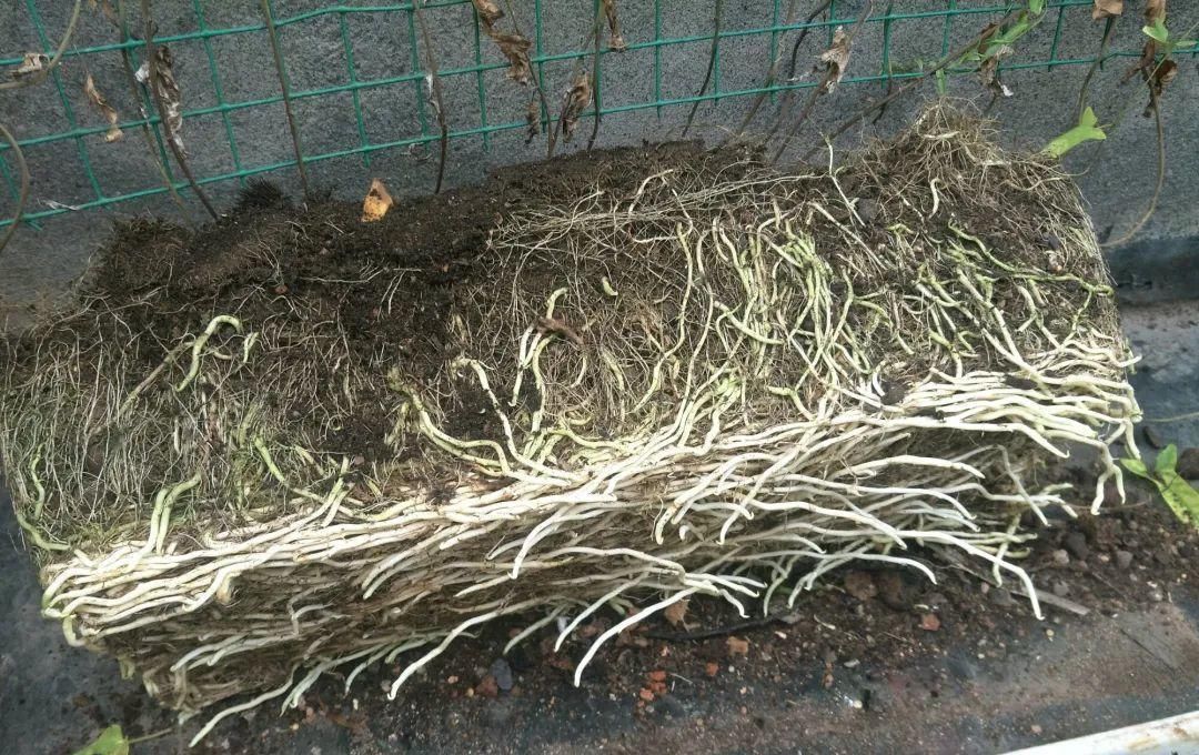  【慎养】这花要慎养，每年砍掉3麻袋，照样蹭蹭长！