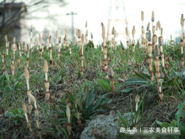 此野草300元一两，体内可积累黄金，却被农民当眼中刺