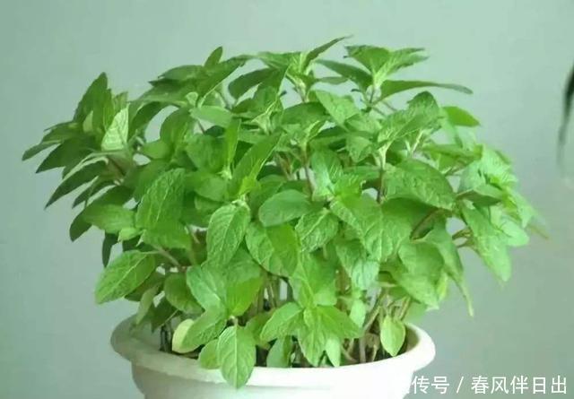  『妖娆』在家中养护花卉，就选择花色梦幻的花卉，妖娆优雅，非常的漂亮