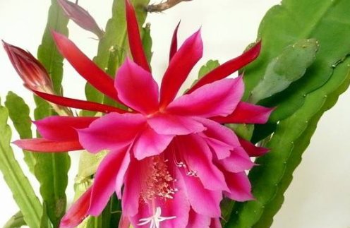 #枝干#令箭荷花“剪一剪”,枝干壮、花芽钻,花朵开满300朵,赏花海