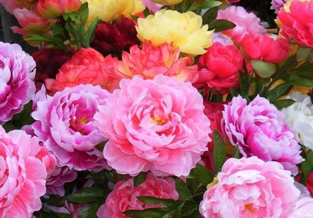  「牡丹」这15种自带“好运”的花，素来招人爱惜，别样雅称更是吸引人