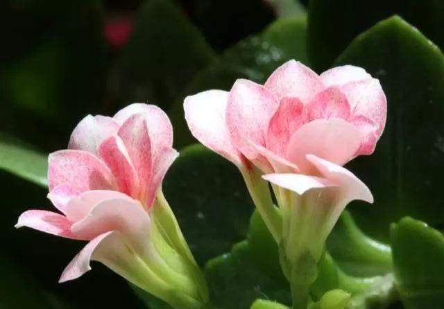 水里|这4种花,剪个枝插水里,10天就生根,当下季节最佳