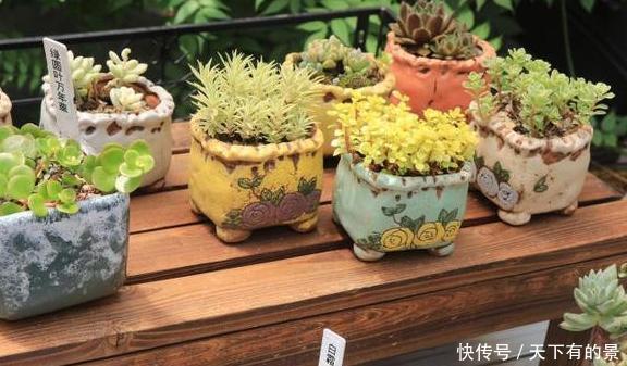 #春天#春天多肉不上色,夏季该怎么办?注意3点,每片叶子都五彩斑斓