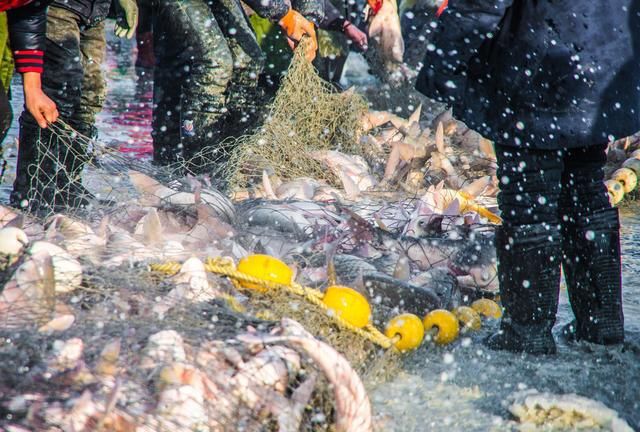 查干湖冬捕头鱼卖99万9,鱼出网后迅速被冻僵,好壮观!