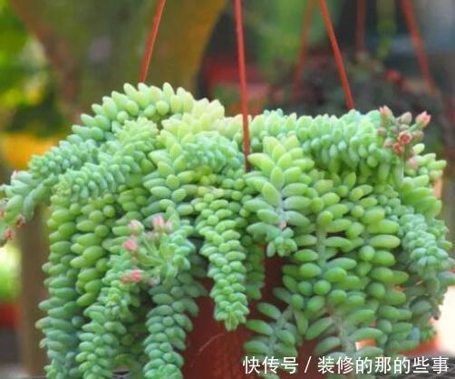  ＂opstate＂:＂0“悬挂”养的4种花，不占空间，好管理，养成花球太美丽