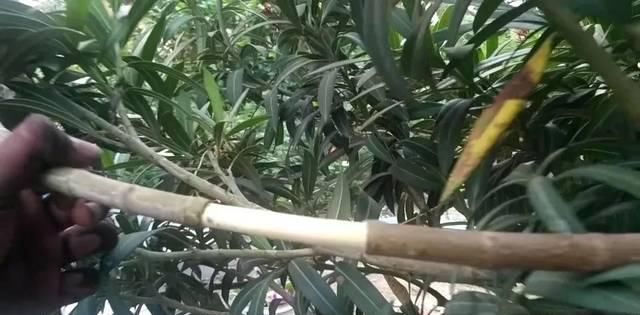  剥皮的部分：学会用压条繁殖植物，就感觉播种和扦插植物弱爆了，你喜欢哪种？