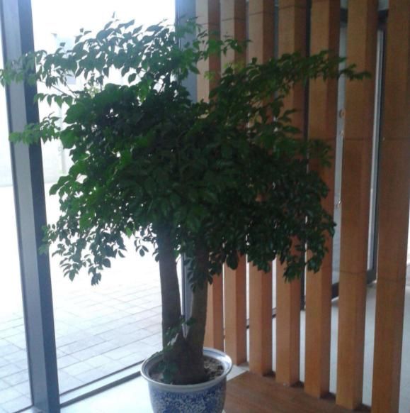 幸福树■幸福树生长慢?对它“剪一剪”新芽“蹭蹭”往外冒,叶子茂密青翠