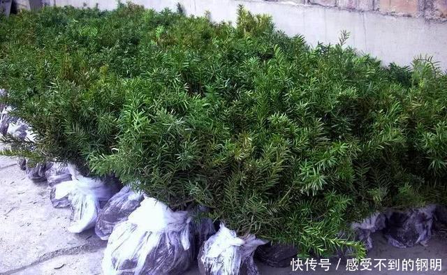 未来农村的三个高利润项目，趁现在知道的人不多，早下手早致富！