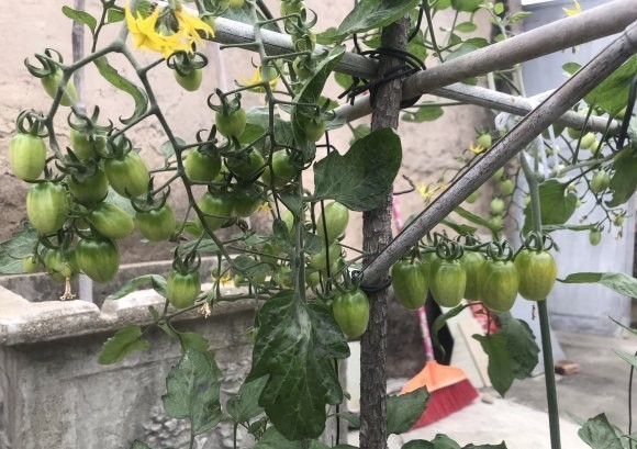 『阳台种菜』阳台千万别空着,撒点菜种子,自给自足,新鲜菜四季吃不完