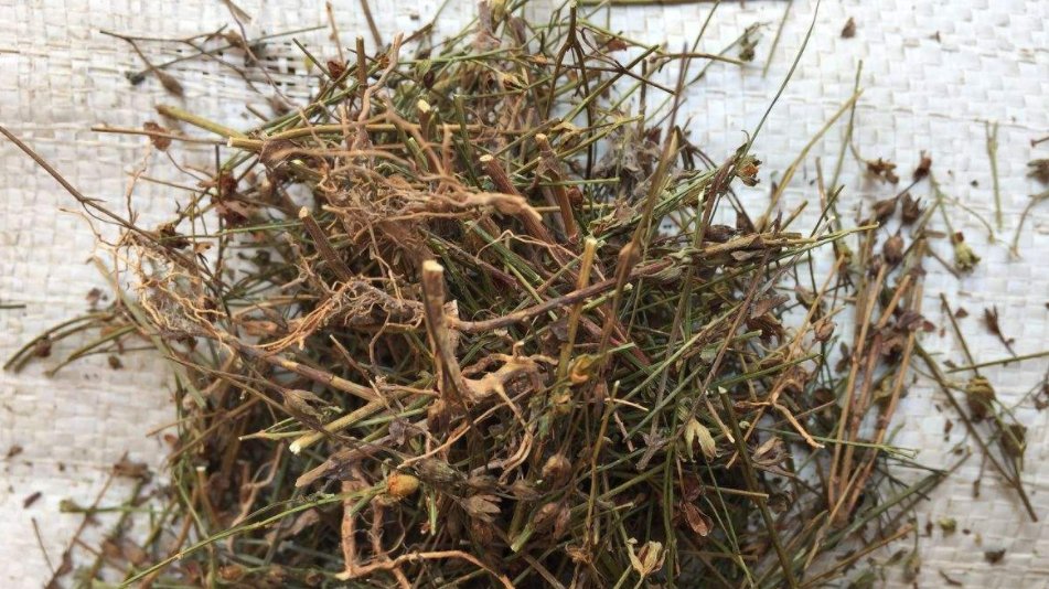  「记得」农村一种草药俗称“降龙草”，长在田边像杂草，看到记