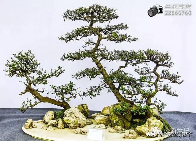 把温江盆景卖到欧洲去