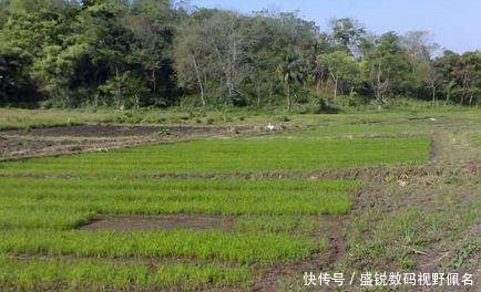  「第一次」非洲人第一次种植出大米，称中国人民是全世界最聪明