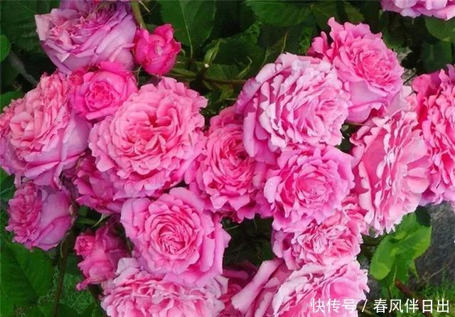 『龙沙宝石』这“7”种大型藤本月季,一年开次开花,家里有院子的有福了