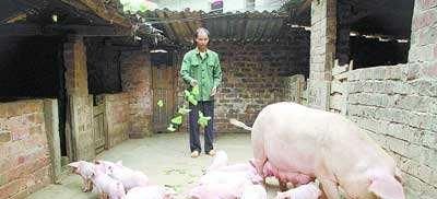  【存栏量】目前母猪存栏量提高了，是意味着生猪供应恢复正常了