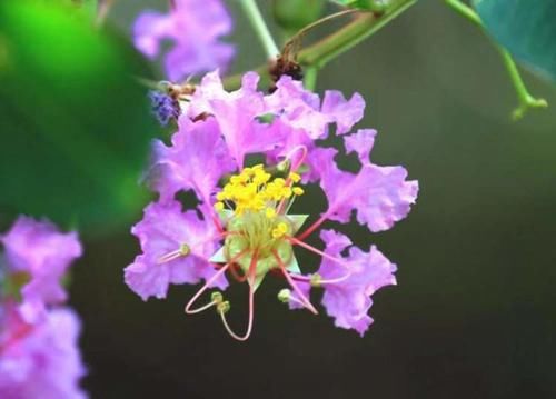 海上花语?|紫薇：谁道花无红百日，紫薇长放半年花